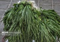 کشف و توقیف محموله گیاهان خوراکی غیرمجاز در دیواندره