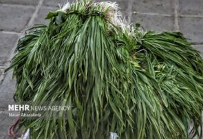 کشف و توقیف محموله گیاهان خوراکی غیرمجاز در دیواندره