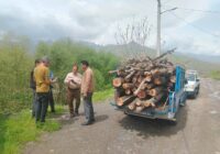 کشف و ضبط ۳ تن چوب بید در کامیاران؛ یک متخلف بازداشت شد