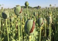 کشف ۴۳ کیلوگرم غوزه خشخاش و انهدام یک حلقه تولید تریاک در پیشوا