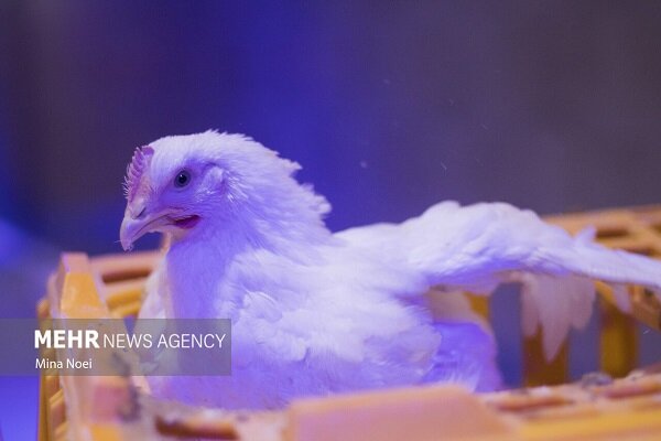 ۲۰۰۰ بازدید برای پیشگیری از بیماری های طیور در ایلام انجام شد