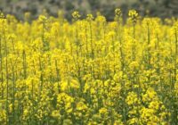 ۵ هزار تن دانه روغنی کلزا در دهلران برداشت شد