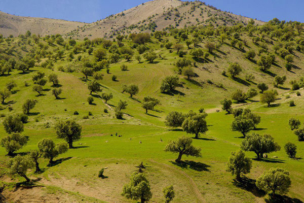 افزایش خطر آتش‌سوزی جنگل‌های ایلام در پی بهار پربارش