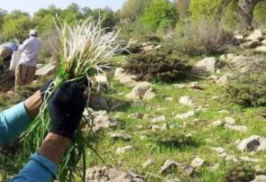 برخورد با متخلفان برداشت غیر اصولی گیاهان دارویی از طبیعت در البرز