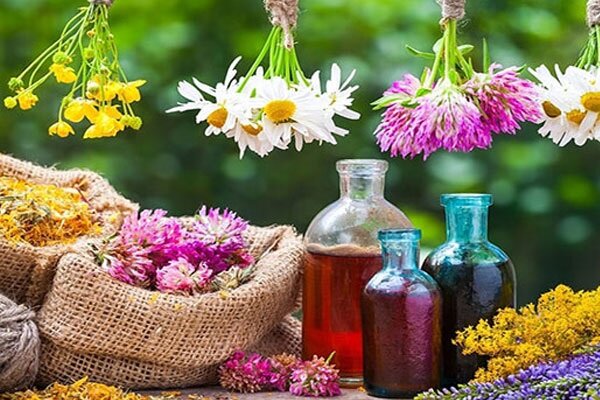 بهشت گیاهان دارویی فارس؛ گنج پنهان اقتصاد سبز با تولید ۴۵ هزار تن