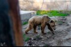 تشکیل شبکه مراکز مجاز نگهداری جانوران وحشی