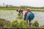 دلالان در کمین شالیزارهای شمال/ چه کسانی بازار برنج را به‌هم ریختند؟