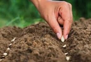 سالانه 100 میلیون دلار پای بذرهای وارداتی ریخته میشود سالانه ۱۰۰ میلیون دلار پای بذرهای وارداتی ریخته میشود