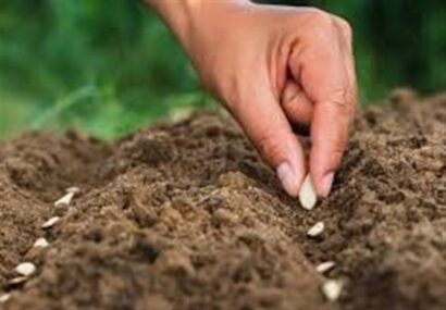 سالانه 100 میلیون دلار پای بذرهای وارداتی ریخته میشود سالانه ۱۰۰ میلیون دلار پای بذرهای وارداتی ریخته میشود