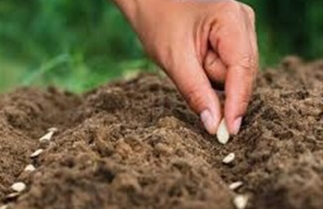 سالانه ۱۰۰ میلیون دلار پای بذرهای وارداتی ریخته می‌شود