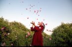 سفر به قلب مزارع معطر ساری؛ وقتی دودانگه بوی بهشت می‌گیرد