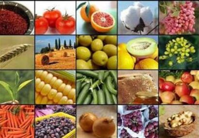 صادرات 20 محصول کشاورزی آزاد شد صادرات ۲۰ محصول کشاورزی آزاد شد