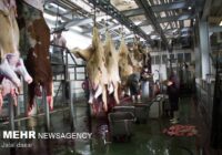 ضبط ۴۳۹ کیلو لاشه دام قربانی در مازندران
