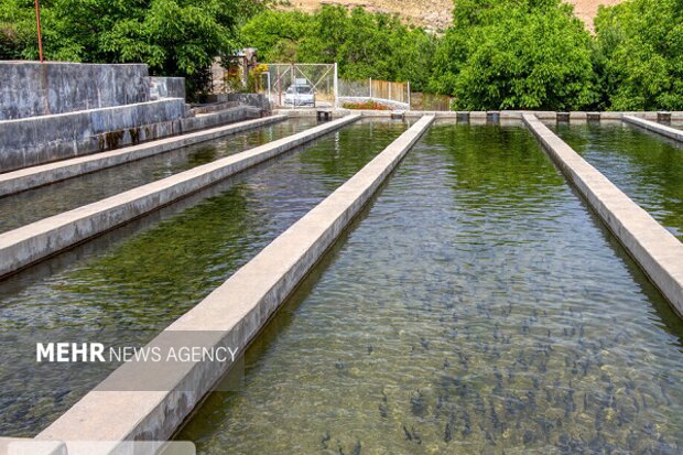 طلسم ۲۰ ساله شکست؛ خزر دوباره خاویار تولید میکند طلسم ۲۰ ساله شکست؛ خزر دوباره ماهیان خاویار تولید میکند
