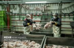 فاتحینژاد: مرغ منجمد ۲۶۰ هزار تومانی باید به دست مردم عادی برسد فاتحینژاد: مرغ منجمد ۲۶۰ هزار تومانی باید به دست مردم عادی برسد