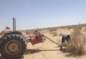 ملخهای بومی برای تولید خوراک طیور و آبزیان جارو میشوند ملخهای بومی برای تولید خوراک طیور و آبزیان جارو میشوند