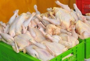 چرا مرغ در بازار کم شد؟ چرا مرغ در بازار کم شد؟