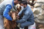 کاهش چشمگیر موارد شناسایی دامهای مبتلا به بروسلوز در قزوین