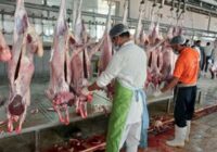کریمی: ذبح قربانی در عید قربان بوشهر با نظارت کامل انجام شد