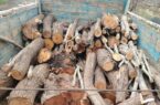 کشف ۲۳۰۰ تُن چوب تاغ در شرق اصفهان؛ ۲ قاچاقچی دستگیر شدند