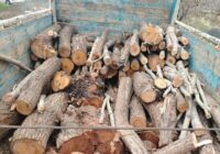 کشف ۲۳۰۰ تُن چوب تاغ در شرق اصفهان؛ ۲ قاچاقچی دستگیر شدند
