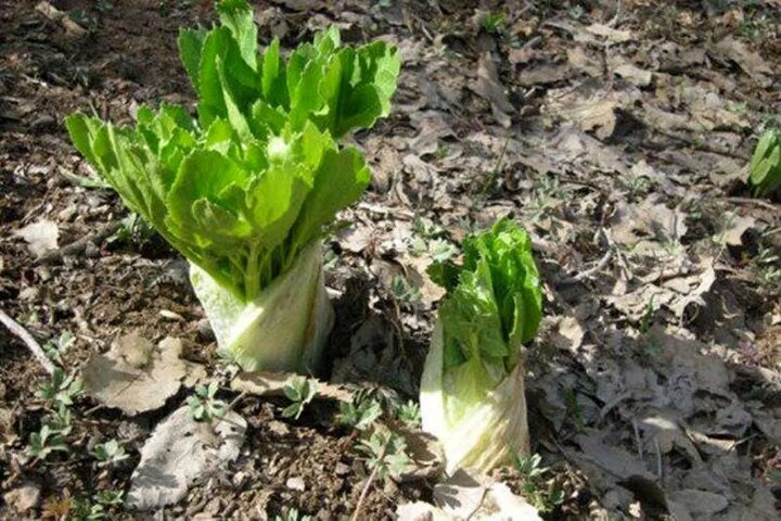  «کلوس»؛ گیاه گران‌بهای برف‌زاد چهارمحال‌وبختیاری