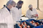 یارویسی: سلامت گوشت طیور خط قرمز دامپزشکی است یارویسی: سلامت گوشت طیور خط قرمز دامپزشکی است
