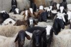 ۸۲ رأس دام قاچاق در محورهای فلاورجان توقیف شد