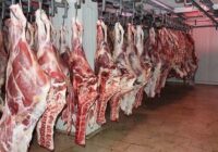 بیش از ۲۰۰ کیلوگرم گوشت غیرمجاز در کرمانشاه معدوم شد