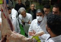 بیش از ۶۴ هزار راس دام زنده زیر نظر سازمان دامپزشکی ذبح شد