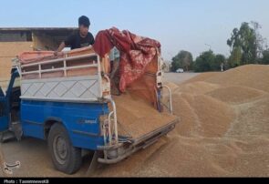 خرید تضمینی گندم به ۲ میلیون و ۳۰۰ هزار تن رسید