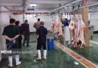 ذبح دام نذری در کشتارگاههای مجاز انجام شود ذبح دام نذری در کشتارگاههای مجاز انجام شود