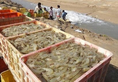 رهنما: تکرار الگوهای سنتی صنعت میگو را در معرض بحران قرار می دهد رهنما: تکرار الگوهای سنتی صنعت میگو را در معرض بحران قرار می دهد