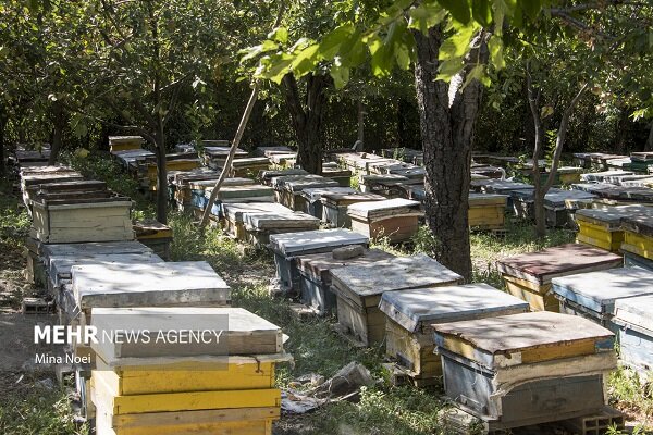 زنبورداری ظرفیتی ارزشمند برای توسعه روستایی در چهارمحال و بختیاری زنبورداری ظرفیتی ارزشمند برای توسعه روستایی در چهارمحال و بختیاری
