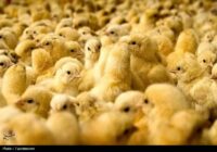مرغداران جوجه یک‌روزه با قیمت‌های کاذب نخرند
