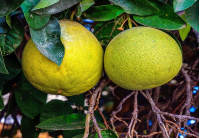 میوه‌ای که خاصیت ضدویروسی و ضدالتهابی دارد