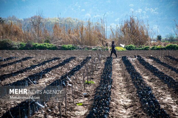۵۰۰ هزار اصله نهال در نهالستان گرمسیری دهلران تولید شد