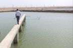 ۷۰۰ هزار قطعه بچه‌ماهی در استخرهای خاکی استان بوشهر ذخیره‌ شد