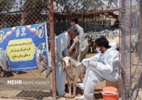 اجرای واکسیناسیون بیش از ۲۳۰۰ رأس دام در خاش اجرای واکسیناسیون بیش از ۲۳۰۰ رأس دام در خاش