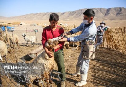 واکسیناسیون یک میلیون و ۲۰۰ هزار رأس دام سبک در سیستان و بلوچستان