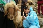 آغاز عملیات گسترده واکسیناسیون تببرفکی در زنجان آغاز عملیات گسترده واکسیناسیون تببرفکی در زنجان