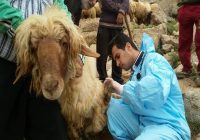 آغاز عملیات گسترده واکسیناسیون تب‌برفکی در زنجان