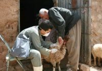 ارائه خدمات رایگان دامپزشکی به بیش از یک‌هزار رأس دام در روستای دادانه