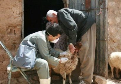 ارائه خدمات رایگان دامپزشکی به بیش از یکهزار رأس دام در روستای دادانه ارائه خدمات رایگان دامپزشکی به بیش از یکهزار رأس دام در روستای دادانه
