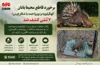 برخورد قاطع محیط‌بانان کهگیلویه و بویراحمد با شکارچیان؛ ۷ تشی کشف شد
