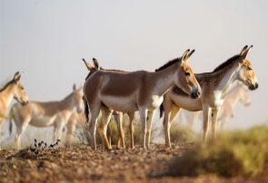 تکثیر گورخر ایرانی و گوزن زرد در باغوحش ارم برای حفاظت از گونهها تکثیر گورخر ایرانی و گوزن زرد در باغوحش ارم برای حفاظت از گونهها