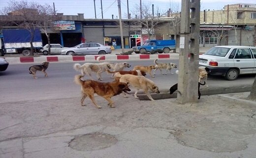 حضور سگ‌های ولگرد در خیابان‌های کرمان؛ نگرانی شهروندان از امنیت معابر