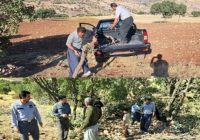 عملیات قطع و قاچاق بلوط در جنگلهای کامیاران متوقف شد عملیات قطع و قاچاق بلوط در جنگلهای کامیاران متوقف شد