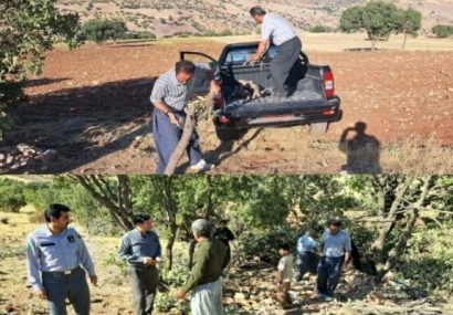 عملیات قطع و قاچاق بلوط در جنگل‌های کامیاران متوقف شد
