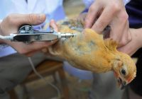 فاز اجرایی واکسیناسیون رایگان طیور بومی در اردبیل آغاز شد